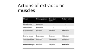 Intortion Comprehensive Anatomy and Function of Extraocular Muscles in Eye ...