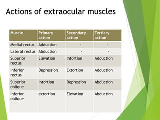 Intortion Anatomy and physiology of extraocular muscles | PPTX