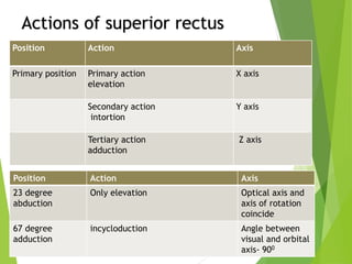 Intortion Anatomy and physiology of extraocular muscles | PPTX