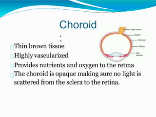 anatomy and physiology of eye.ppt.anatomy and physiology of eyex | PPTX
