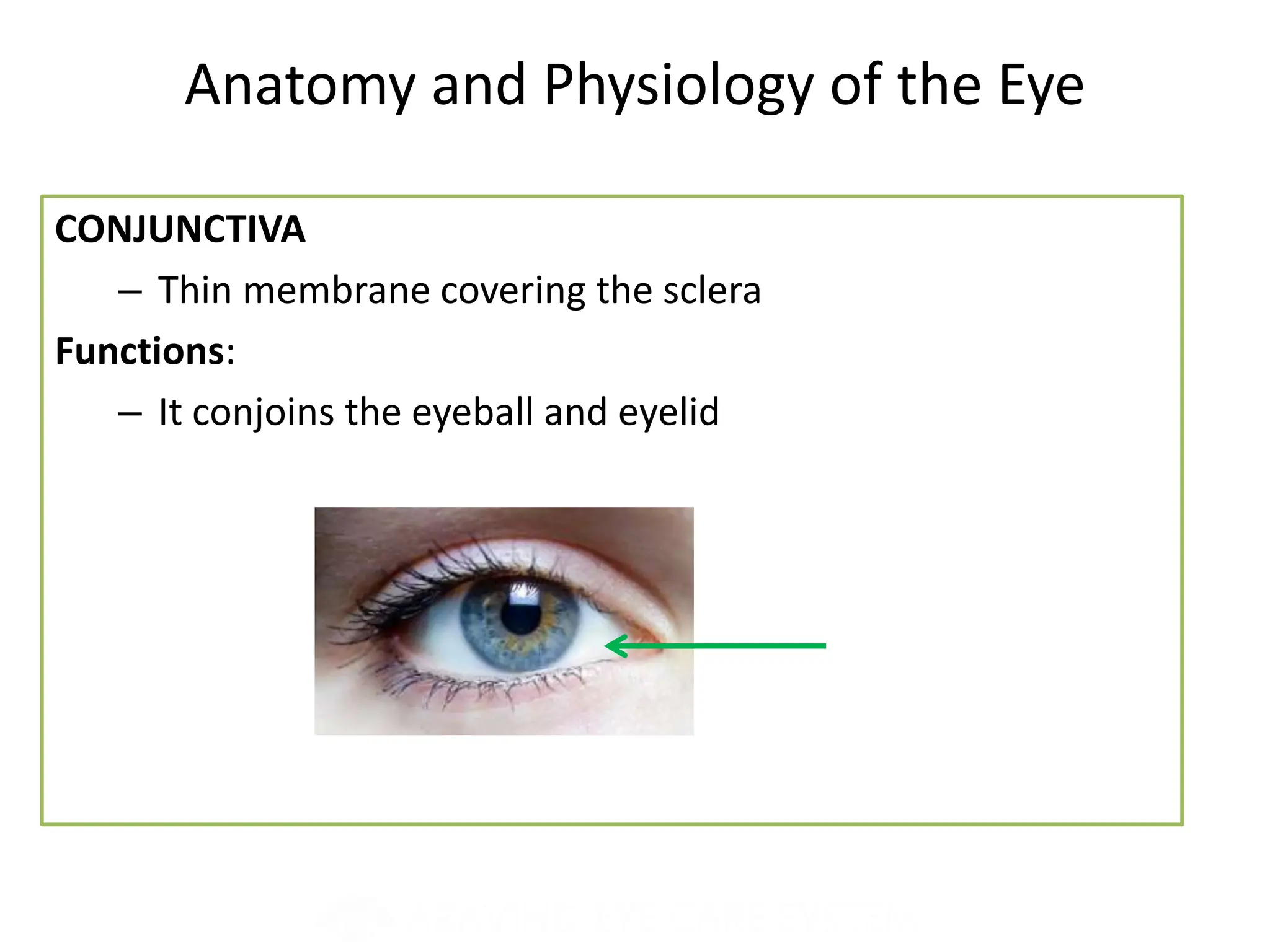 Anatomy visual data 5