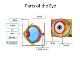 Anatomy and physiology of Eye Anatomy and physiology of Eye | PPTX