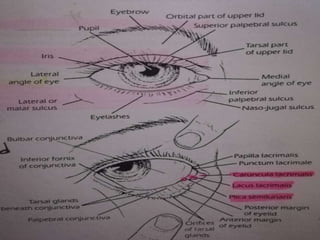 Anatomy and physiology of eyelids | PPTX