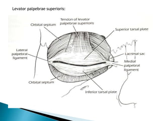 Anatomy and physiology of eyelids | PPTX