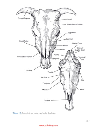 Cornual Process Anatomy and Physiology of Farm Animals 7th edition (1).pdf