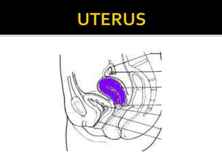  The main function of the uterus is to sustain a
developing fetus.
 It prepare for this possibility for each month
 At ...