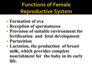 External
genitalia
Internal
genitalia
Accessory
reproductive
organs
 