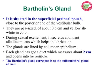 Bartholin’s Gland
• It is situated in the superficial perineal pouch,
close to the posterior end of the vestibular bulb.
•...