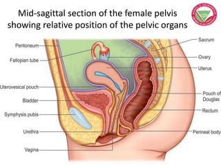 Mid-sagittal section of the female pelvis
showing relative position of the pelvic organs
 
