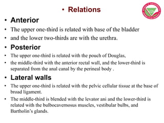 • Relations
• Anterior
• The upper one-third is related with base of the bladder
• and the lower two-thirds are with the u...