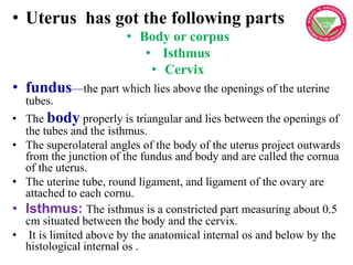 • Uterus has got the following parts
• Body or corpus
• Isthmus
• Cervix
• fundus—the part which lies above the openings o...