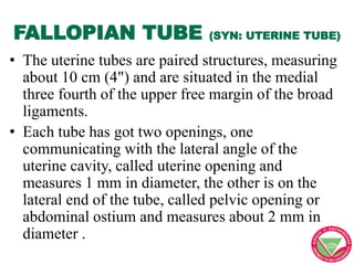 FALLOPIAN TUBE (SYN: UTERINE TUBE)
• The uterine tubes are paired structures, measuring
about 10 cm (4") and are situated ...