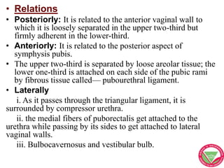 • Relations
• Posteriorly: It is related to the anterior vaginal wall to
which it is loosely separated in the upper two-th...