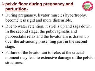pelvic floor during pregnancy and
parturition-
• During pregnancy, levator muscles hypertrophy,
become less rigid and mor...