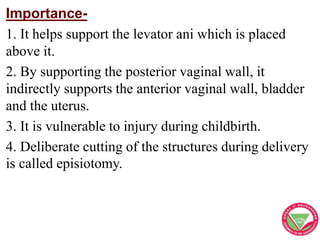 Importance-
1. It helps support the levator ani which is placed
above it.
2. By supporting the posterior vaginal wall, it
...