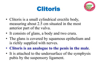 Clitoris
• Clitoris is a small cylindrical erectile body,
measuring about 2.5 cm situated in the most
anterior part of the...