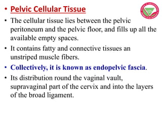 • Pelvic Cellular Tissue
• The cellular tissue lies between the pelvic
peritoneum and the pelvic floor, and fills up all t...