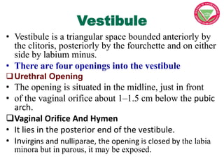 Vestibule
• Vestibule is a triangular space bounded anteriorly by
the clitoris, posteriorly by the fourchette and on eithe...