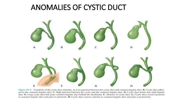 Anatomy and physiology of gall bladder