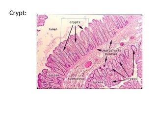 LESSON PLAN ON ANATOMY AND PHYSIOLOGY OF GASTROINTESTINAL SYSTEM.pptx