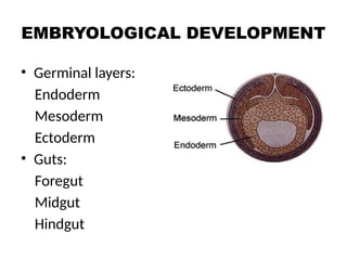 LESSON PLAN ON ANATOMY AND PHYSIOLOGY OF GASTROINTESTINAL SYSTEM.pptx