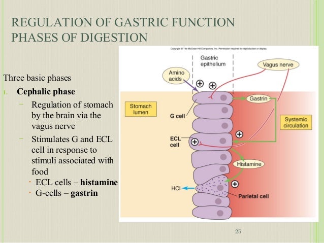 anatomy and physiology of gi Anatomy and physiology of digestive system digestive system digestive enzymes human digestive system digestive system diagram digestive system for kids respi. anatomy and physiology of gi Anatomy and physiology of digestive system digestive system digestive enzymes human digestive system digestive system diagram digestive system for kids respi.