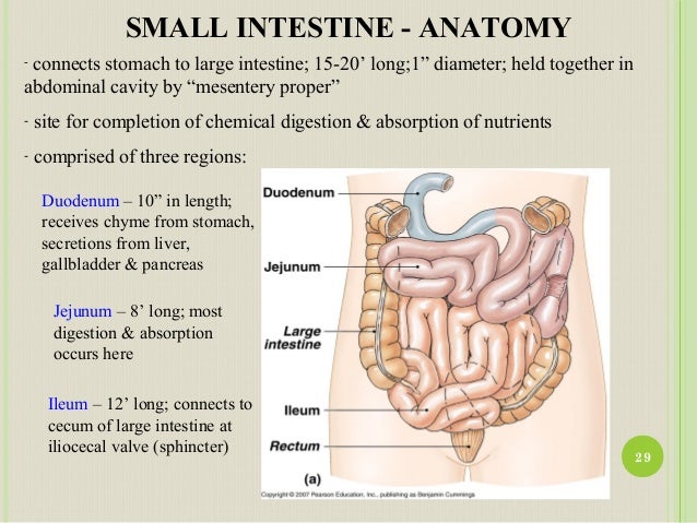 Anatomy and Physiology of GI Tract