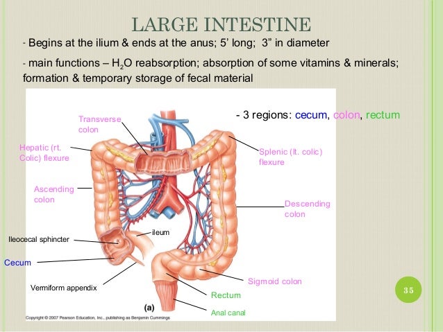 physiology gi tract You've been largely immersed in the world of the digestive tract for the last few weeks of the mce, and have done quite a bit of gi physiology, anatomy, and. physiology gi tract You've been largely immersed in the world of the digestive tract for the last few weeks of the mce, and have done quite a bit of gi physiology, anatomy, and.