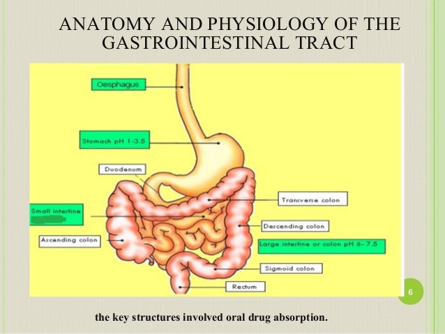 Anatomy and Physiology of GI Tract