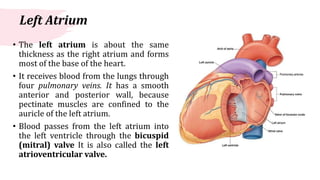 anatomy and physiology of human heart BY DEEPIKA.R | PPTX
