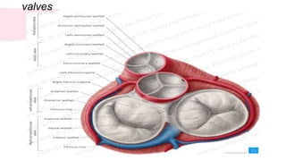 Valve Inima anatomy and physiology of human heart BY DEEPIKA.R | PPTX