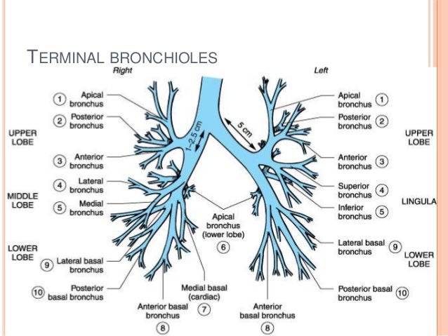 Anatomy and physiology of heart, lung