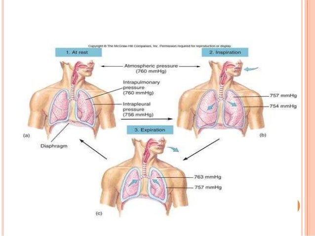 Anatomy and physiology of heart, lung