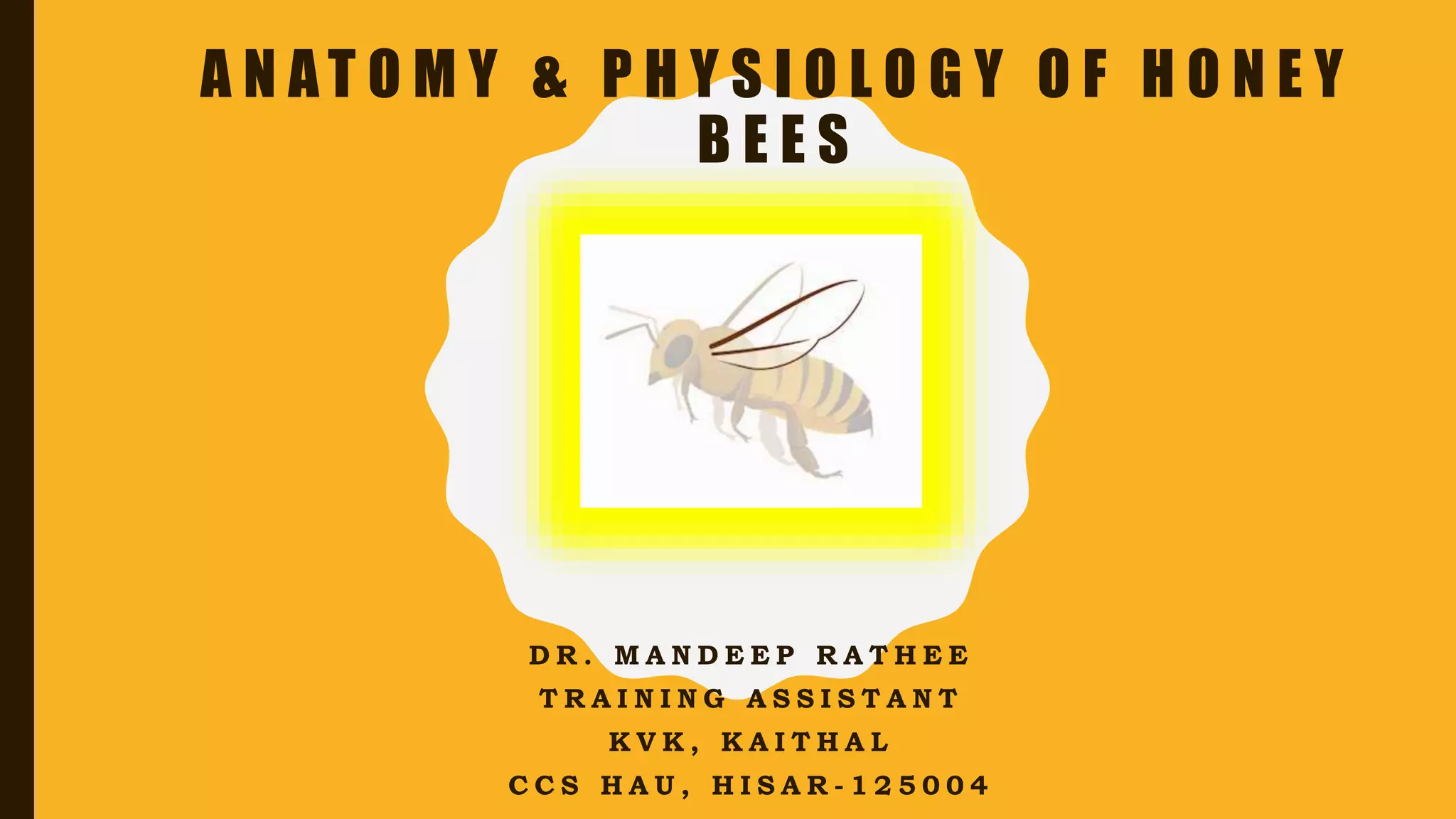 Anatomy and physiology of Honey Bees.pptx