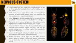 Anatomy and physiology of Honey Bees.pptx