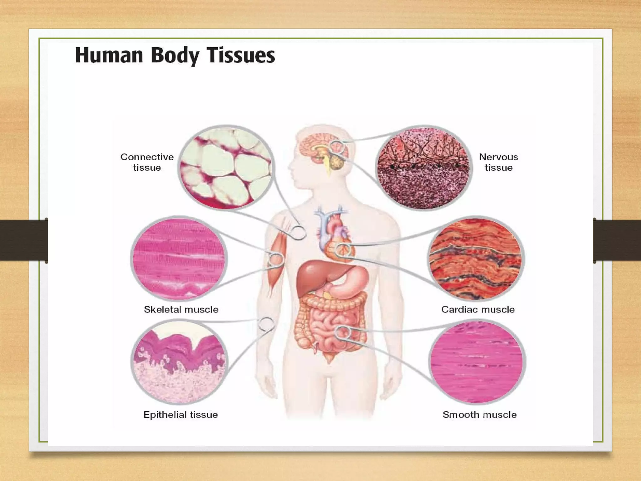 Human Tissue Notebook Anatomy and physiology of human tissues.pptx