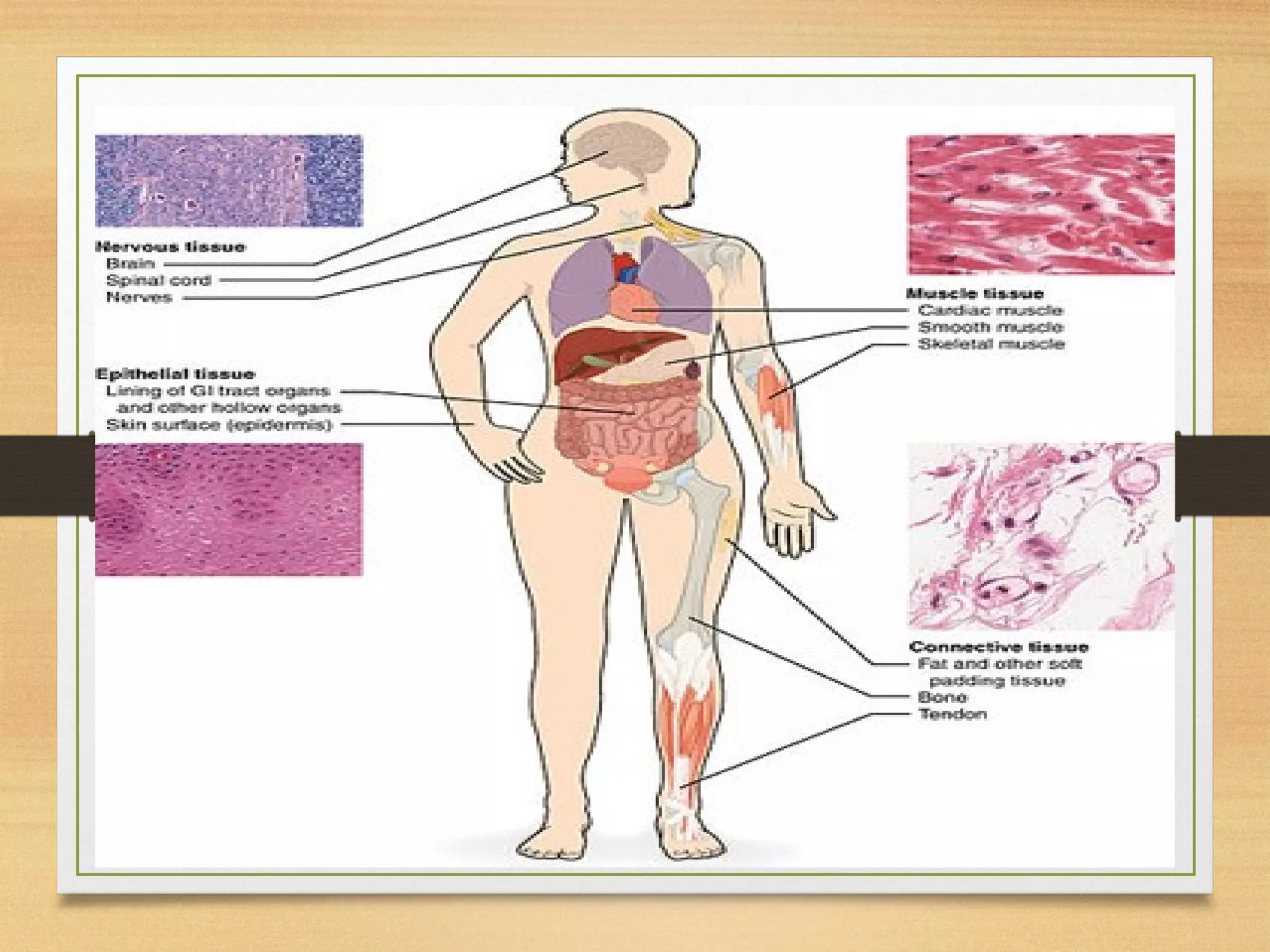 Anatomy and physiology of human tissues.pptx
