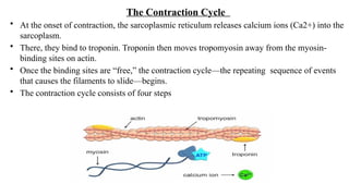 Repeating Contractions Anatomy and Physiology of Integumentary System and Skeletal System.pptx