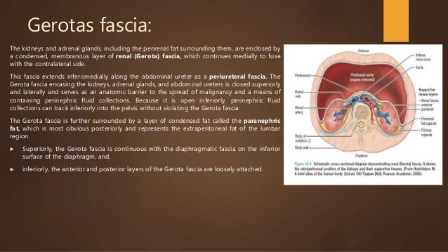 Anatomy and physiology of kidney