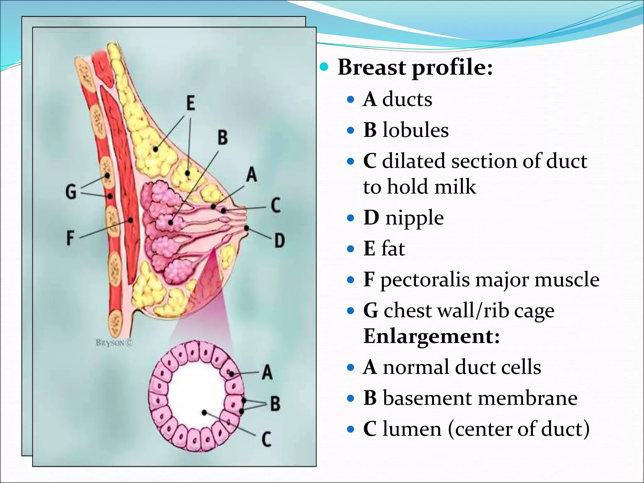 ANATOMY AND PHYSIOLOGY OF LACTATION ppt Pregnancy Reproductive Health