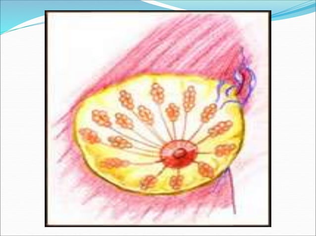 ANATOMY AND PHYSIOLOGY OF LACTATION ppt anatomy-and-physiology-of-lactation-ppt