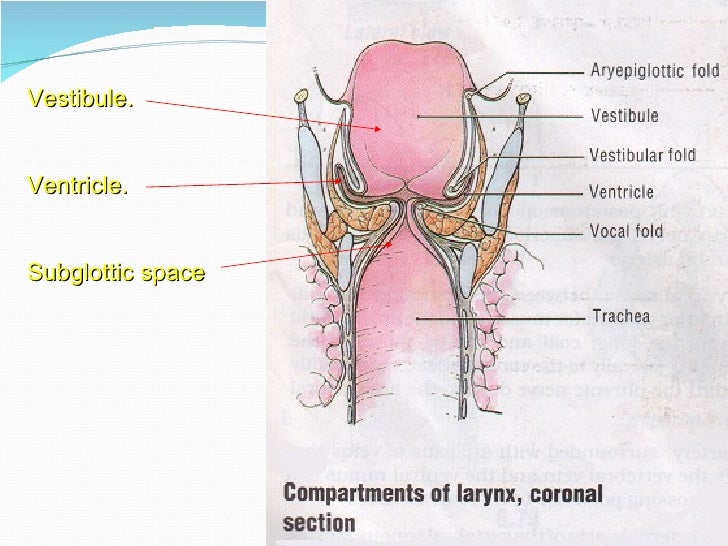 ent chest diagram great installation of wiring diagram ent anatomy
