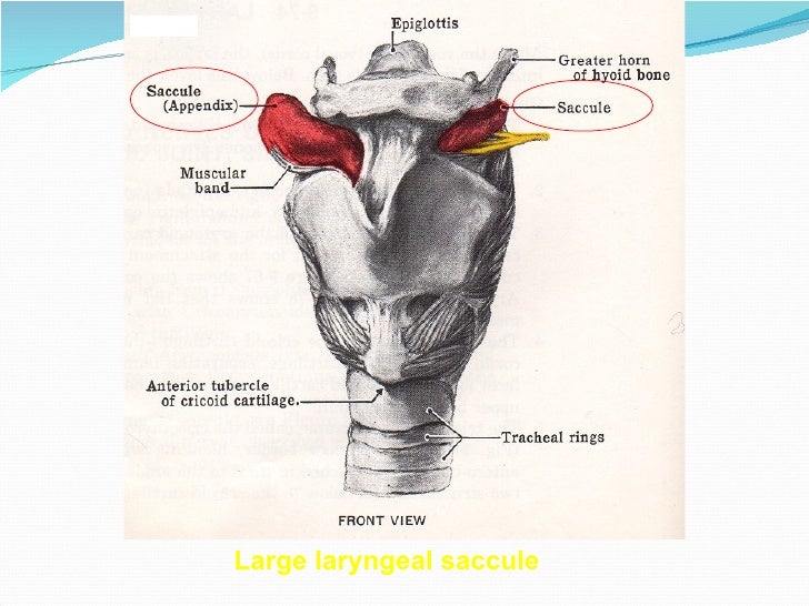 E.N.T.Anatomy and physiology of larynx.(dr.usif chalabe)