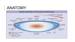 Anatomy and physiology of lens | PPTX