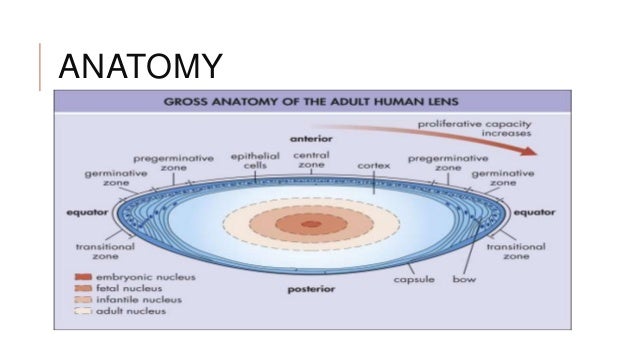 Anatomy and physiology of lens