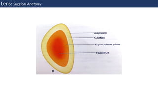 Anatomy and physiology of Lens. power point | PPTX