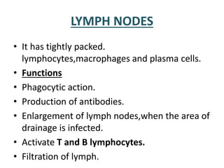 LYMPH NODES
• It has tightly packed.
lymphocytes,macrophages and plasma cells.
• Functions
• Phagocytic action.
• Production of antibodies.
• Enlargement of lymph nodes,when the area of
drainage is infected.
• Activate T and B lymphocytes.
• Filtration of lymph.
 