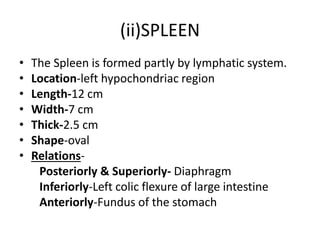 (ii)SPLEEN
• The Spleen is formed partly by lymphatic system.
• Location-left hypochondriac region
• Length-12 cm
• Width-7 cm
• Thick-2.5 cm
• Shape-oval
• Relations-
Posteriorly & Superiorly- Diaphragm
Inferiorly-Left colic flexure of large intestine
Anteriorly-Fundus of the stomach
 