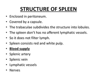 STRUCTURE OF SPLEEN
• Enclosed in peritoneum.
• Covered by a capsule.
• The trabaculae subdivides the structure into lobules.
• The spleen don’t has no afferent lymphatic vessels.
• So it does not filter lymph.
• Spleen consists red and white pulp.
• Blood supply
• Splenic artery
• Splenic vein
• Lymphatic vessels
• Nerves
 