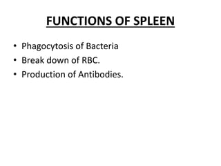 FUNCTIONS OF SPLEEN
• Phagocytosis of Bacteria
• Break down of RBC.
• Production of Antibodies.
 